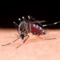 Are mosquitoes making it difficult to be at home during monsoon? Adopt THESE home remedies