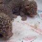 Leopard gives birth to three cubs in Maharashtra's Chandrapur, heartwarming video surfaces