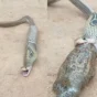 Snake Attacked Frogs and Quickly Regrets It