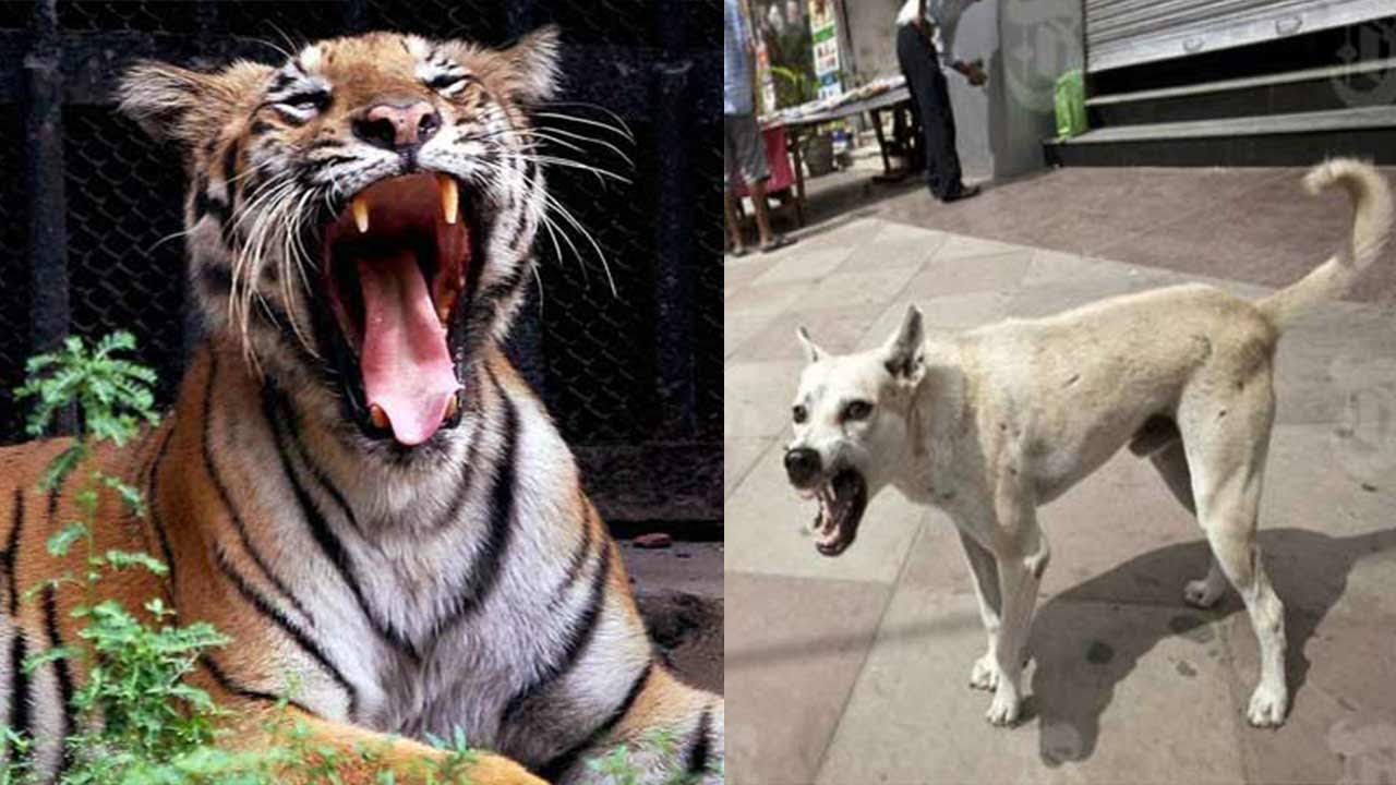 Dog fights with tiger, sacrifices its life to save farmer in UP