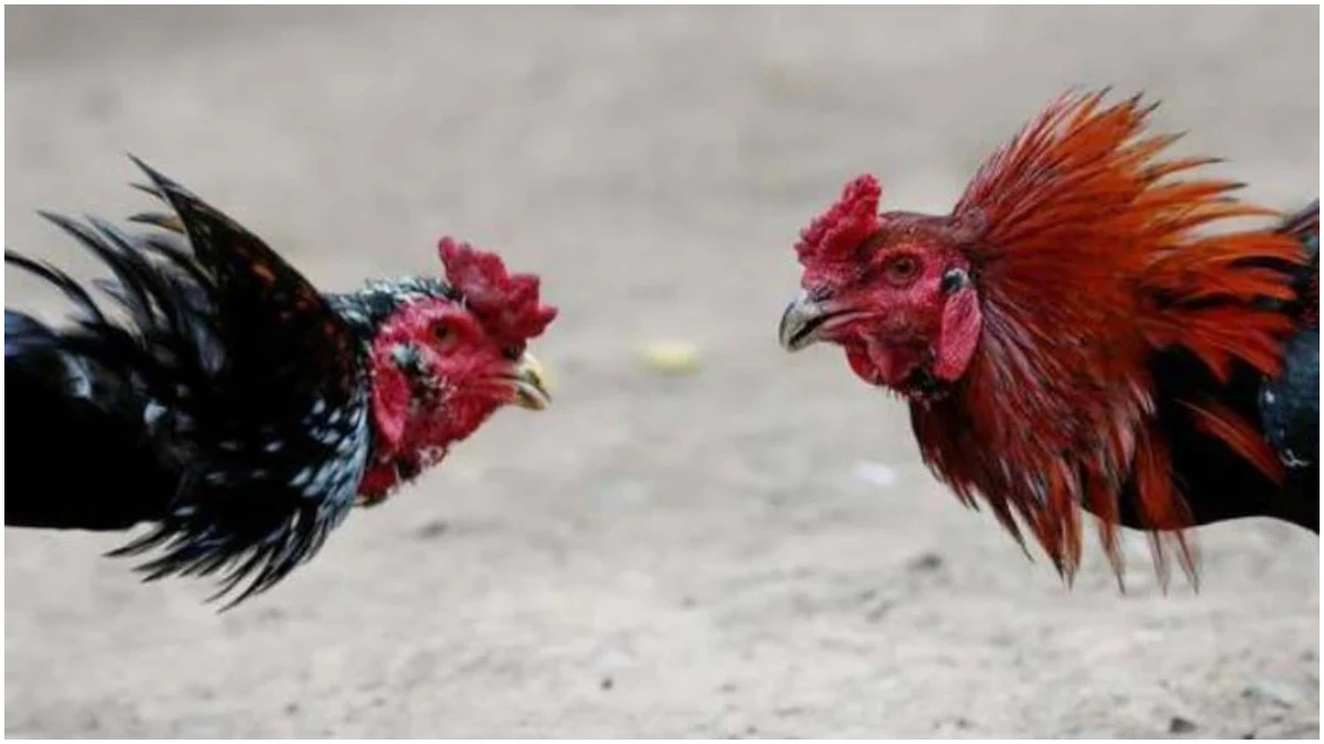 Despite ban, roosterfight arenas being set up for Sankranti festival