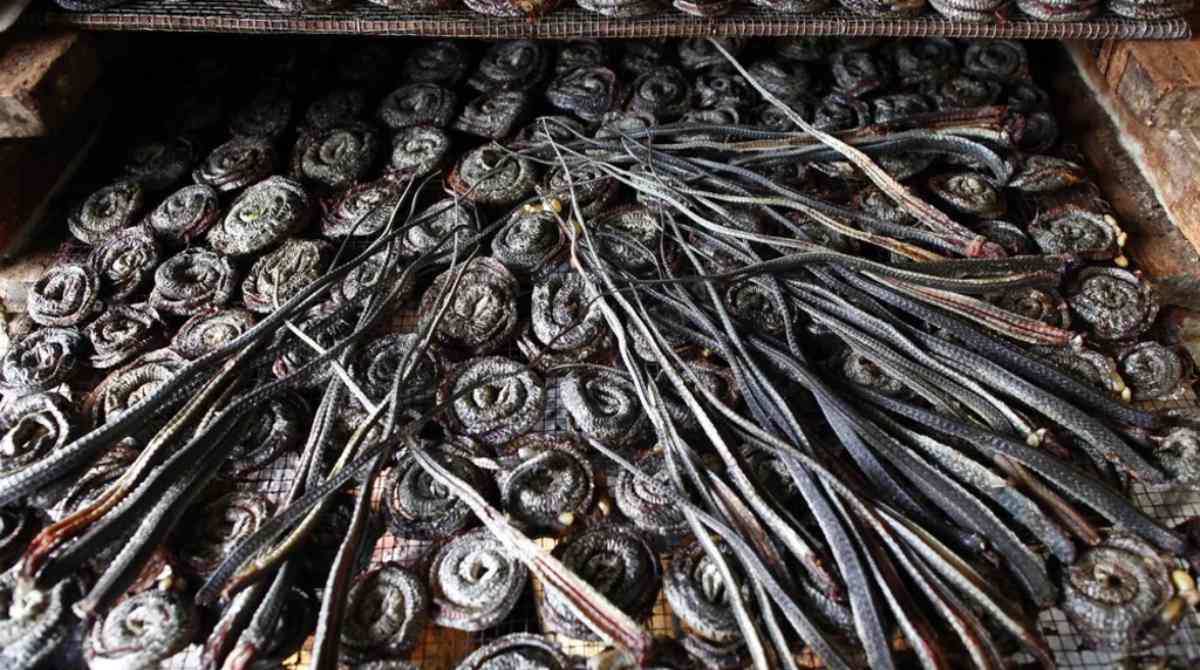 Visiting China's 'snake village' of Zisiqiao