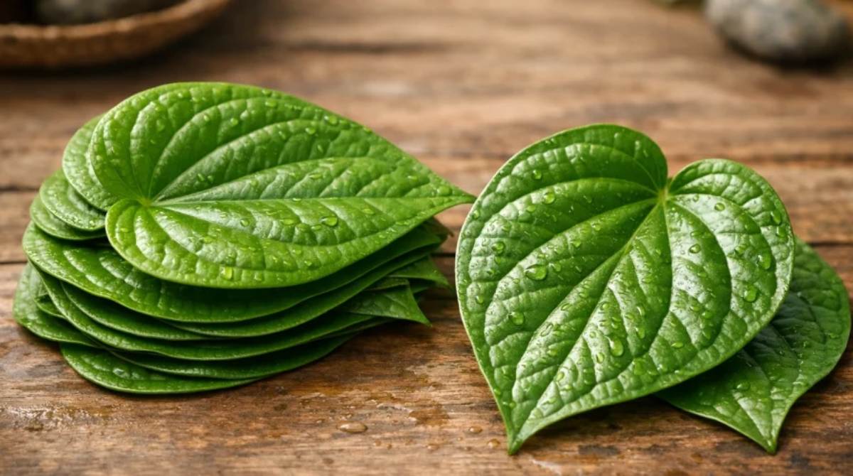 Benefits and Impacts of Growing Betel Leaf at Home