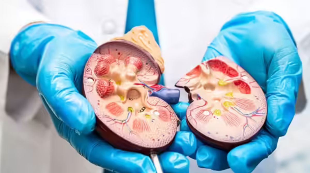 Early Signs of Kidney Disease You Shouldn't Ignore