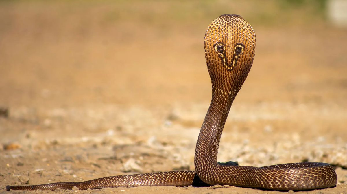 How Snakes Survive Months Without Food