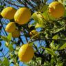 Lemon Plant Vastu Tips for Home & Their Health Benefits