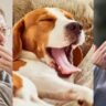 Why Do We Yawn?