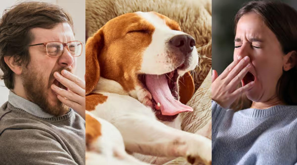 Why Do We Yawn?