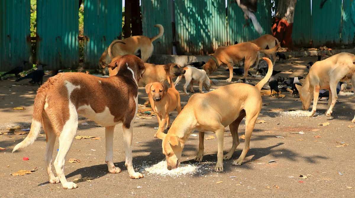Dog Safety: Staying Safe Around Dogs