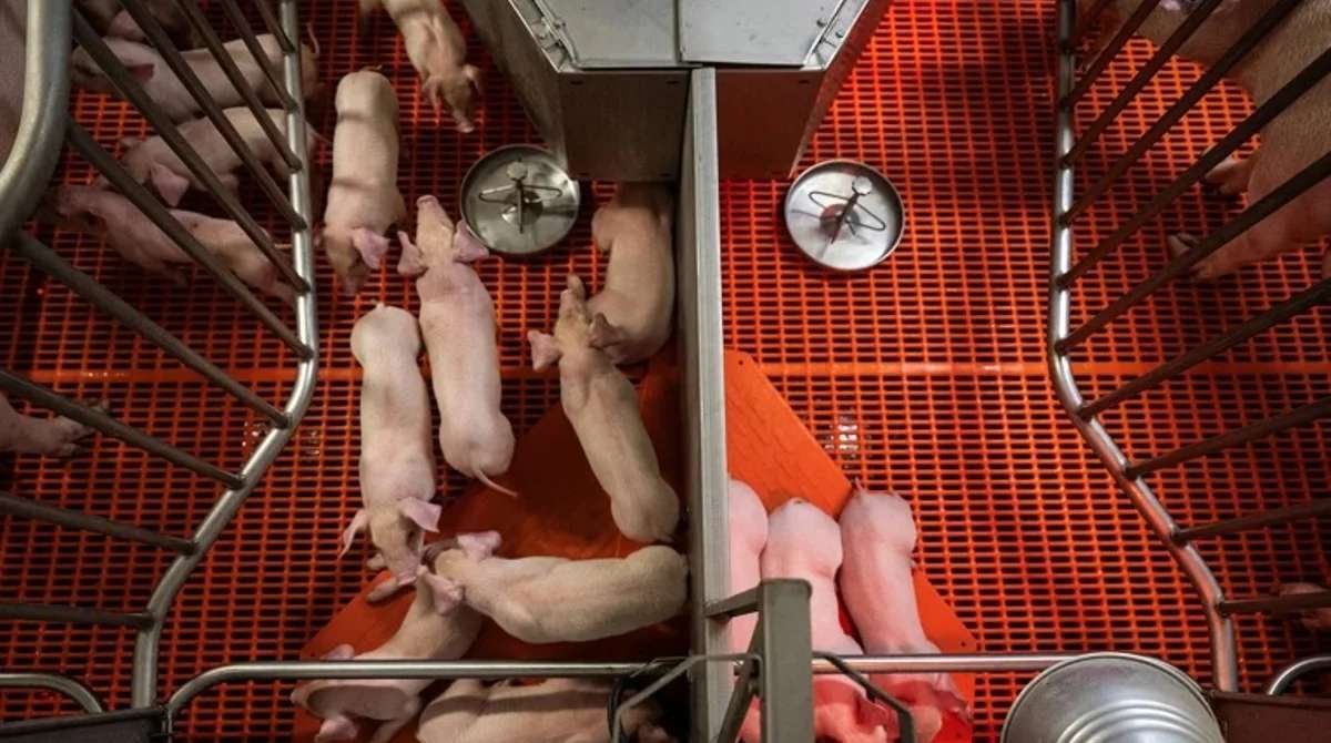 In a first, scientists transplanted both a pig liver and kidneys into a person who was brain-dead