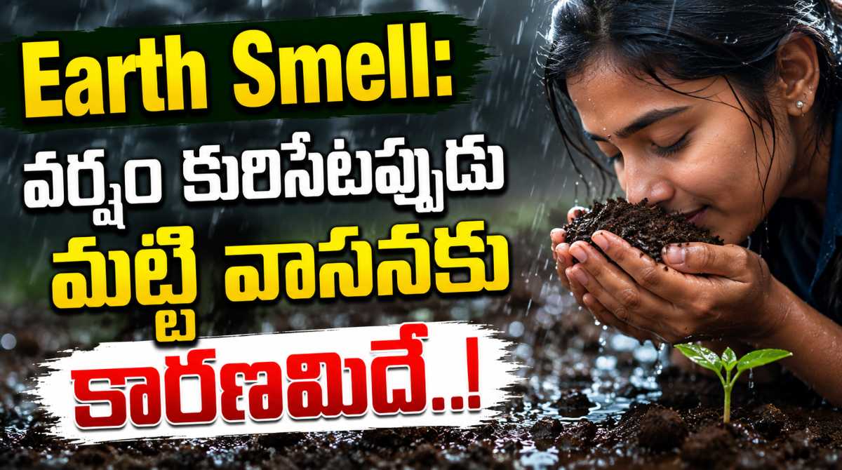 Earth Smell So Good Before Rain? The Science Behind Petrichor