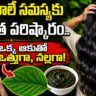 Herbal Leaf for Rapid Hair Growth: Get Thick and Strong Hair Naturally
