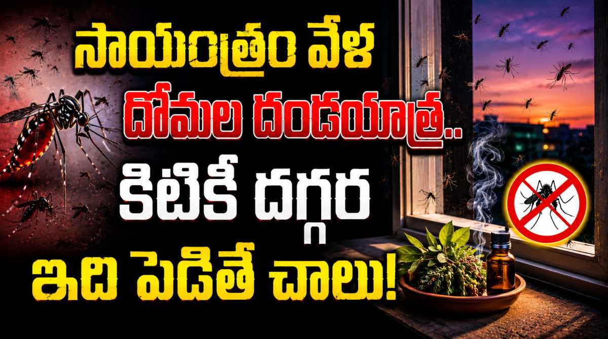 Mosquito Menace Post 6 PM? Simple and Effective Home Remedies to Get Rid