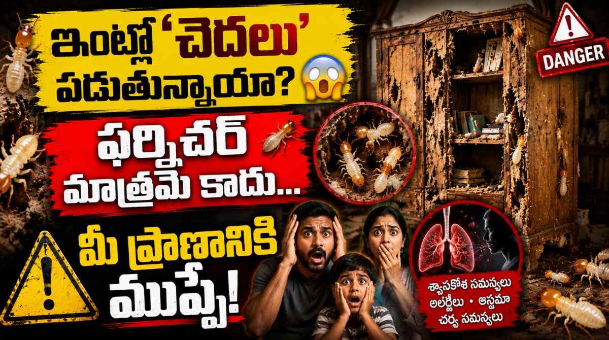 Termite Infestation_ Health Hazards and Effective Prevention Tips