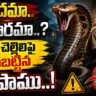 Snake Revenge on Bro & Sister